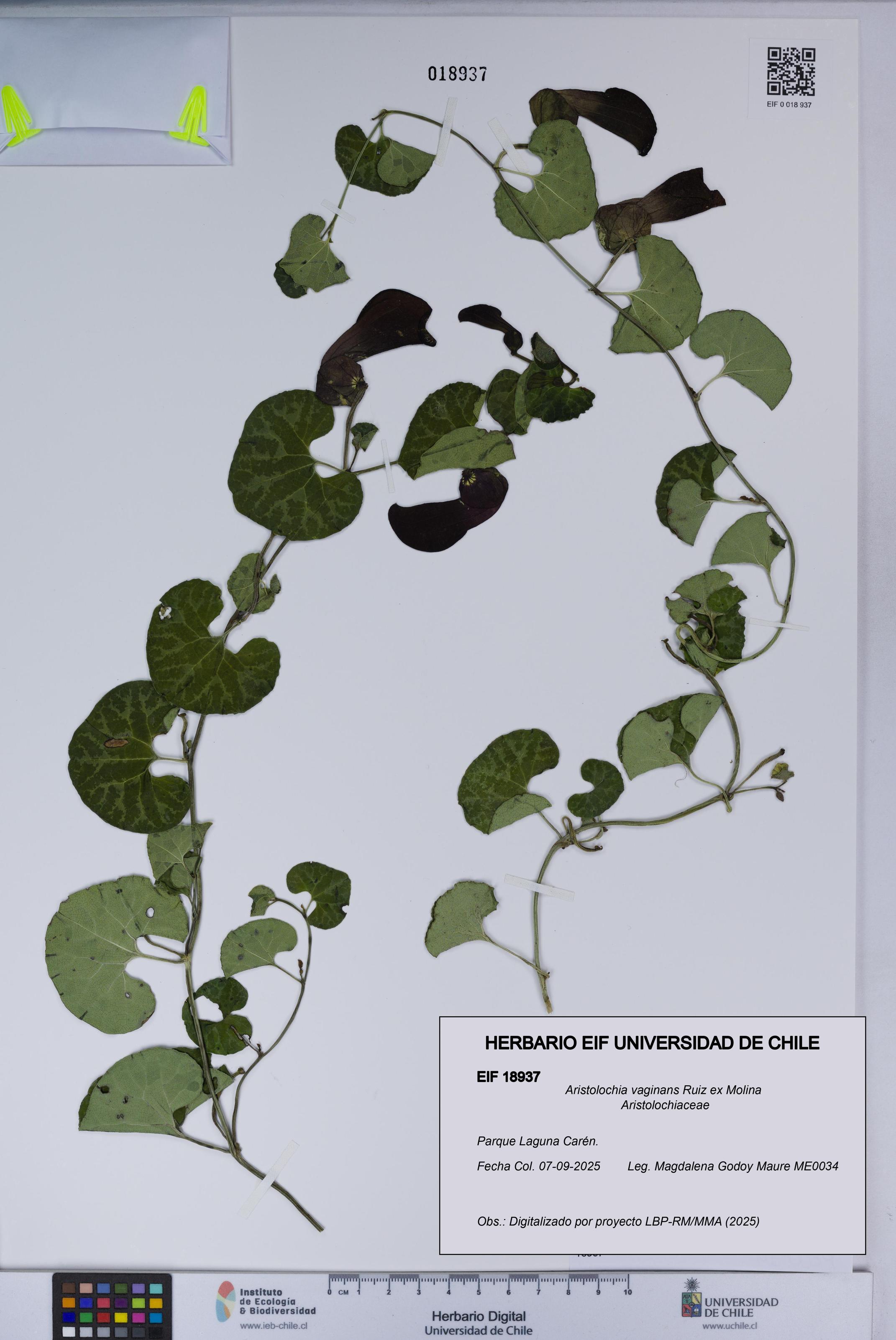 Aristolochia vaginans [Espécimen: ]