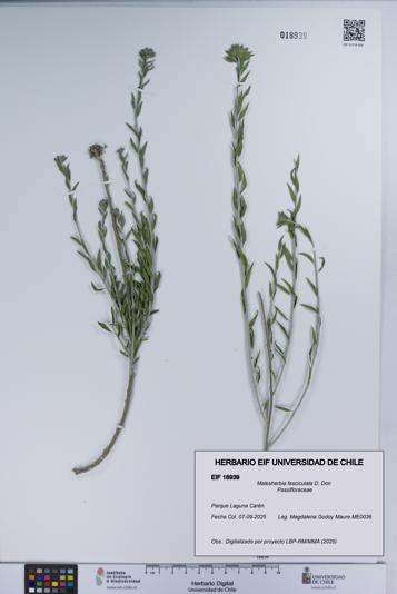 Malesherbia fasciculata [Espécimen: UCH:EIF:0018939]