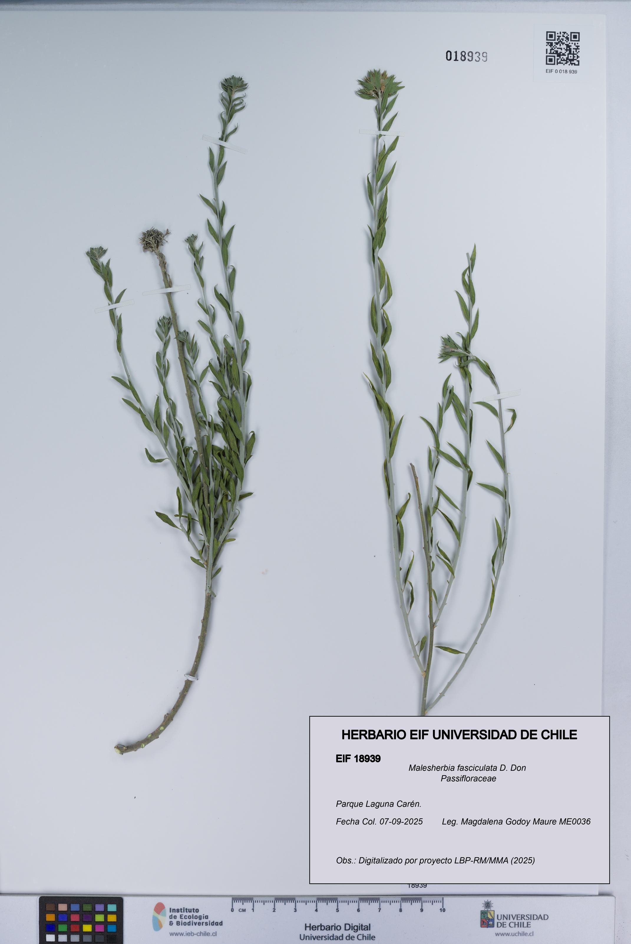 Malesherbia fasciculata [Espécimen: UCH:EIF:0018939]