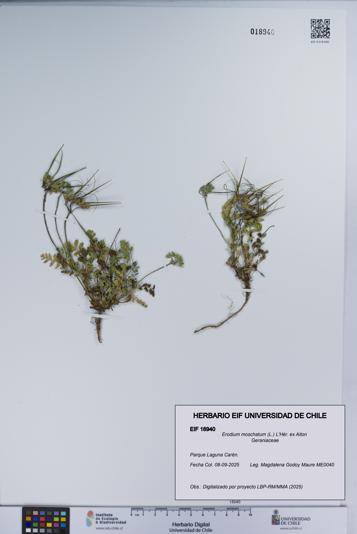 Erodium moschatum [Espécimen: UCH:EIF:0018940]
