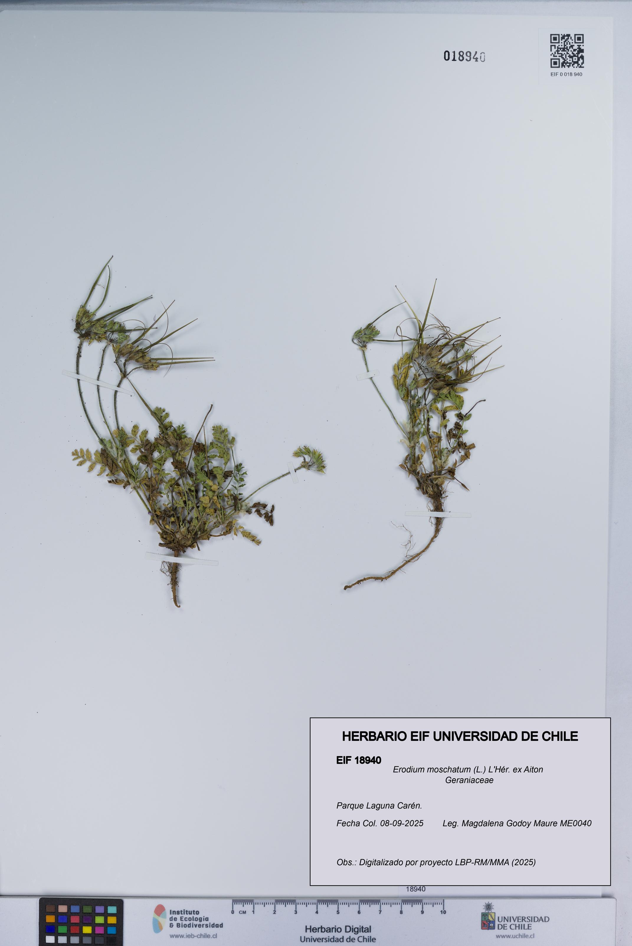 Erodium moschatum [Espécimen: UCH:EIF:0018940]
