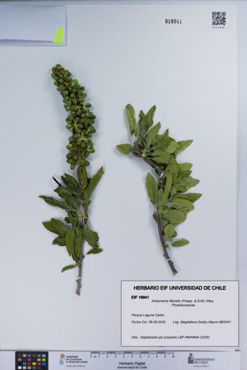 Anisomeria littoralis [Espécimen: UCH:EIF:0018941]