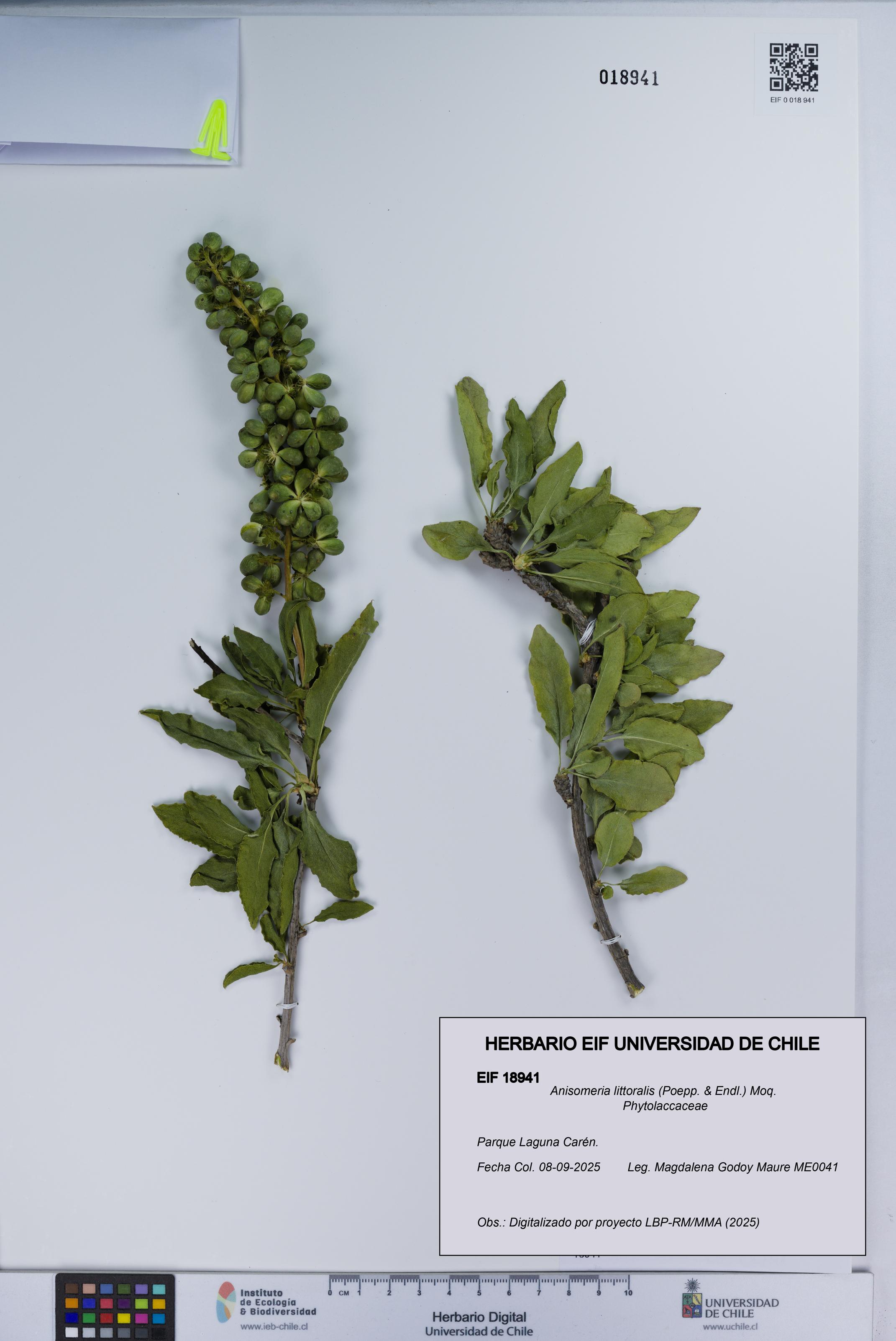 Anisomeria littoralis [Espécimen: UCH:EIF:0018941]