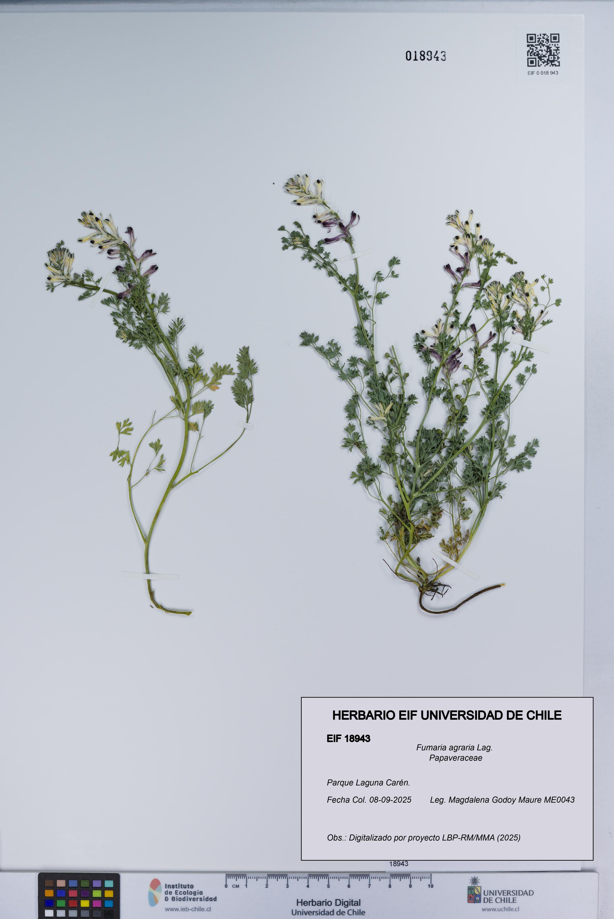 Fumaria agraria [Espécimen: UCH:EIF:0018943]