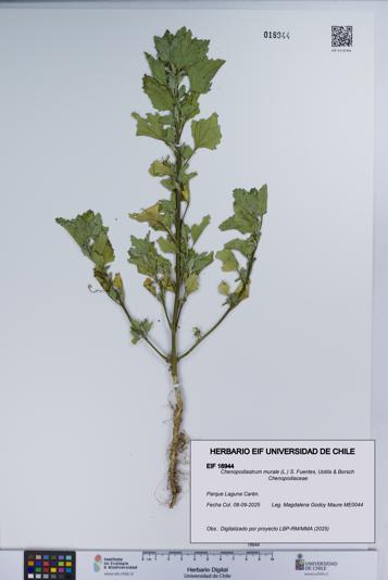 Chenopodiastrum murale [Espécimen: UCH:EIF:0018944]