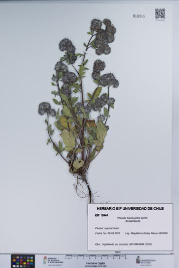 Phacelia brachyantha [Espécimen: UCH:EIF:0018945]