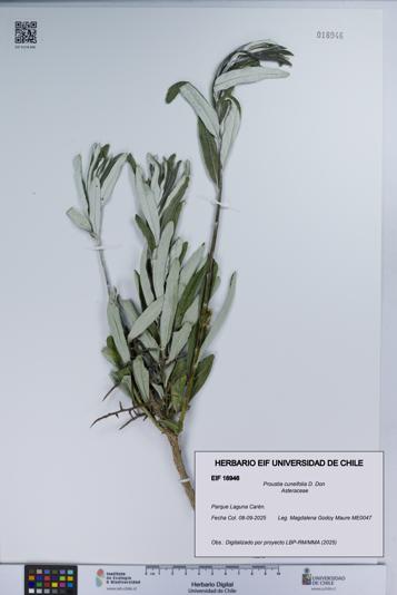 Proustia cuneifolia [Espécimen: UCH:EIF:0018946]