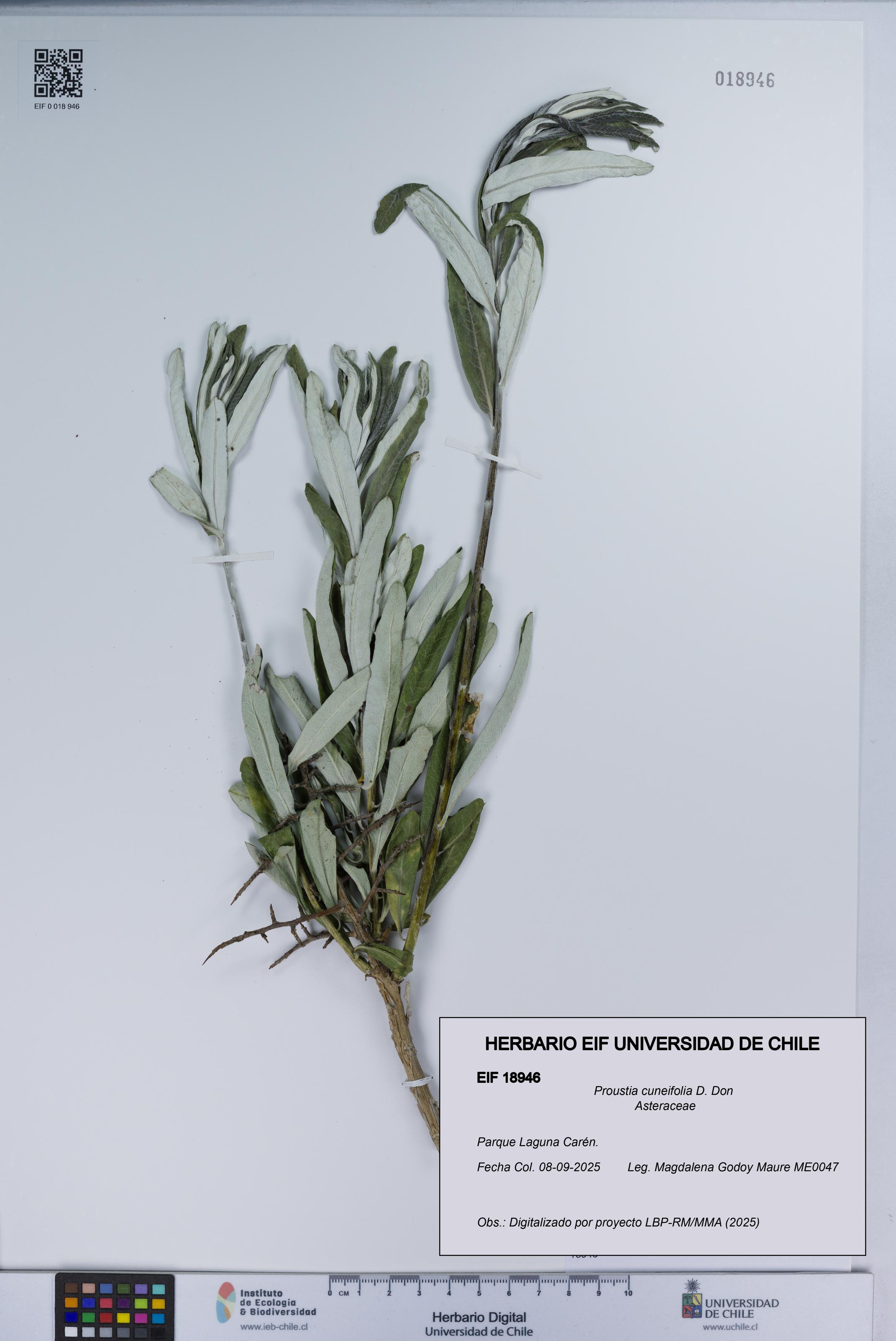 Proustia cuneifolia [Espécimen: UCH:EIF:0018946]