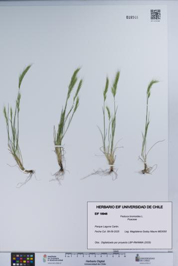 Festuca bromoides [Espécimen: UCH:EIF:0018948]