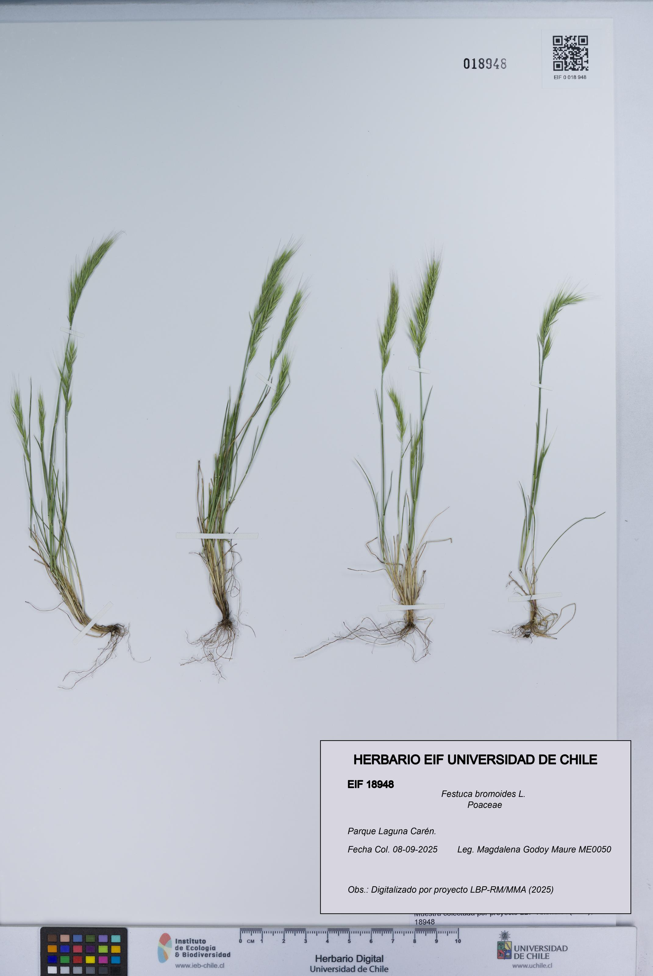 Festuca bromoides [Espécimen: UCH:EIF:0018948]