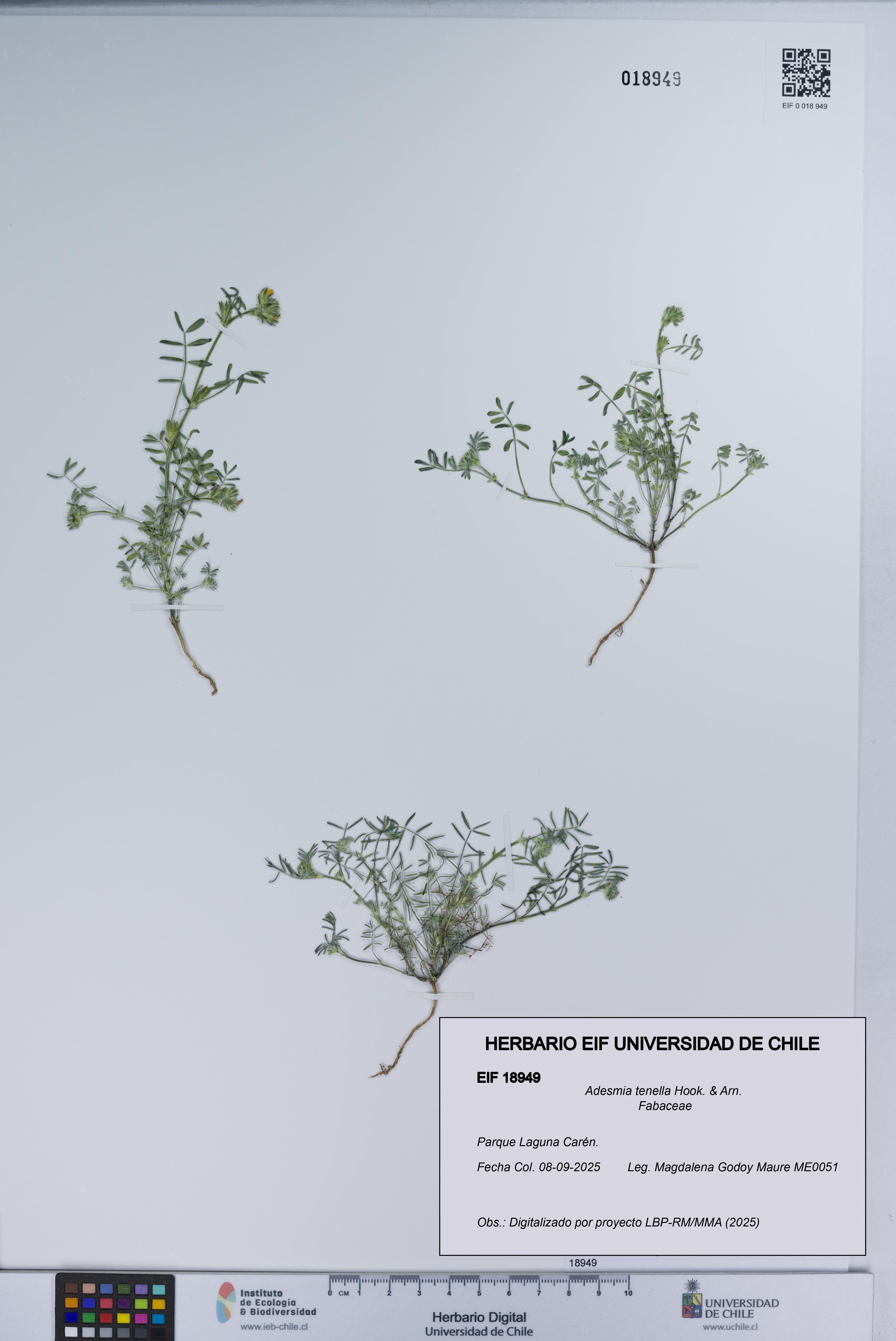 Adesmia tenella [Espécimen: UCH:EIF:0018949]