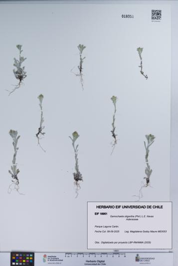 Gamochaeta oligantha [Espécimen: UCH:EIF:0018951]