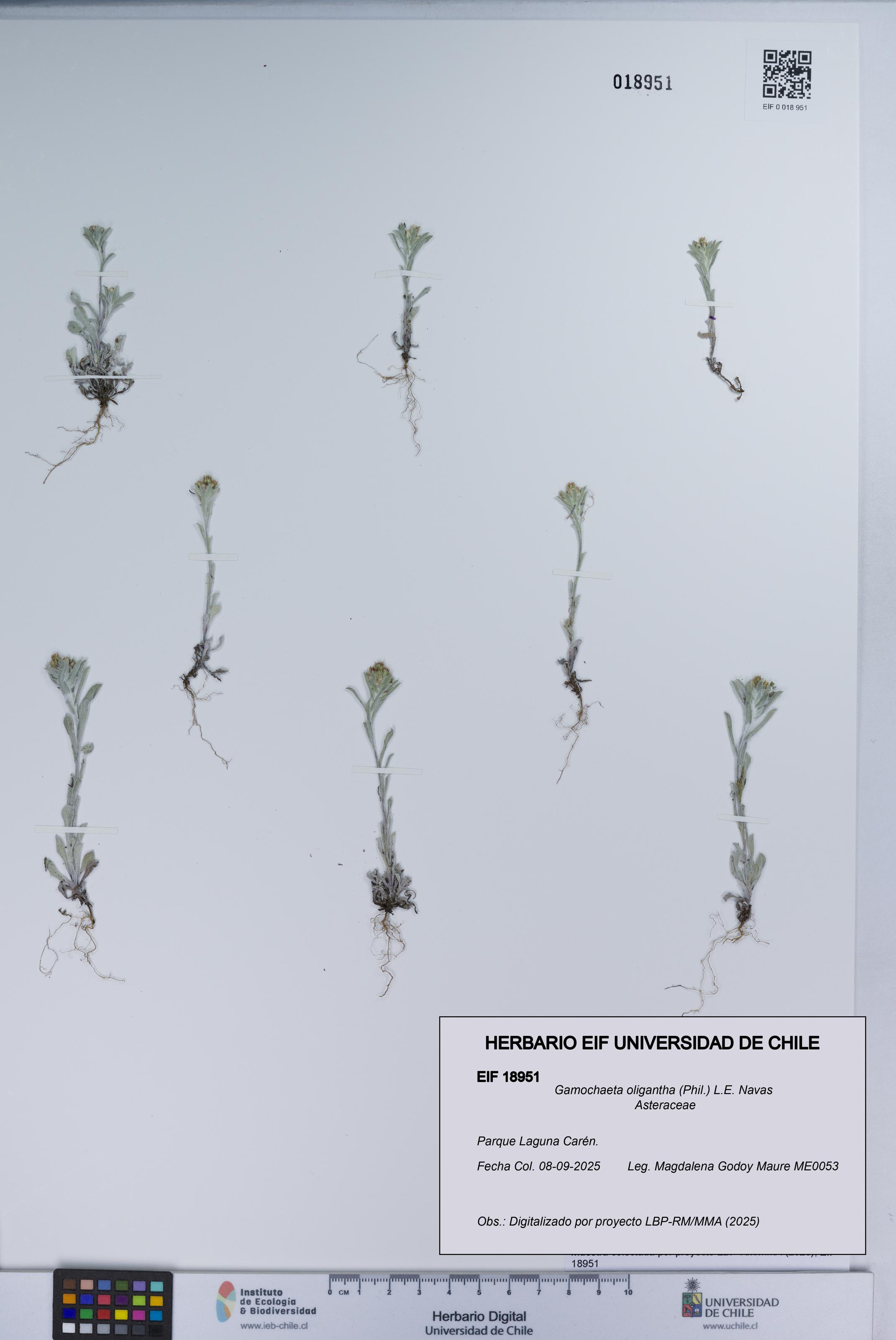 Gamochaeta oligantha [Espécimen: UCH:EIF:0018951]