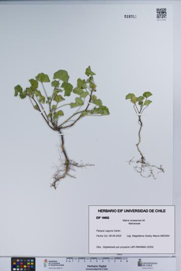 Malva nicaeensis [Espécimen: UCH:EIF:0018952]