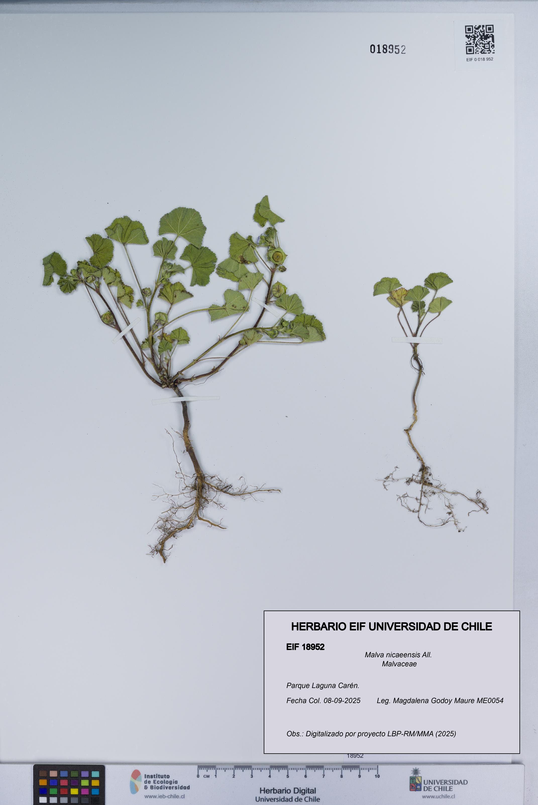 Malva nicaeensis [Espécimen: UCH:EIF:0018952]