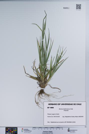 Bromus berteroanus [Espécimen: UCH:EIF:0018953]