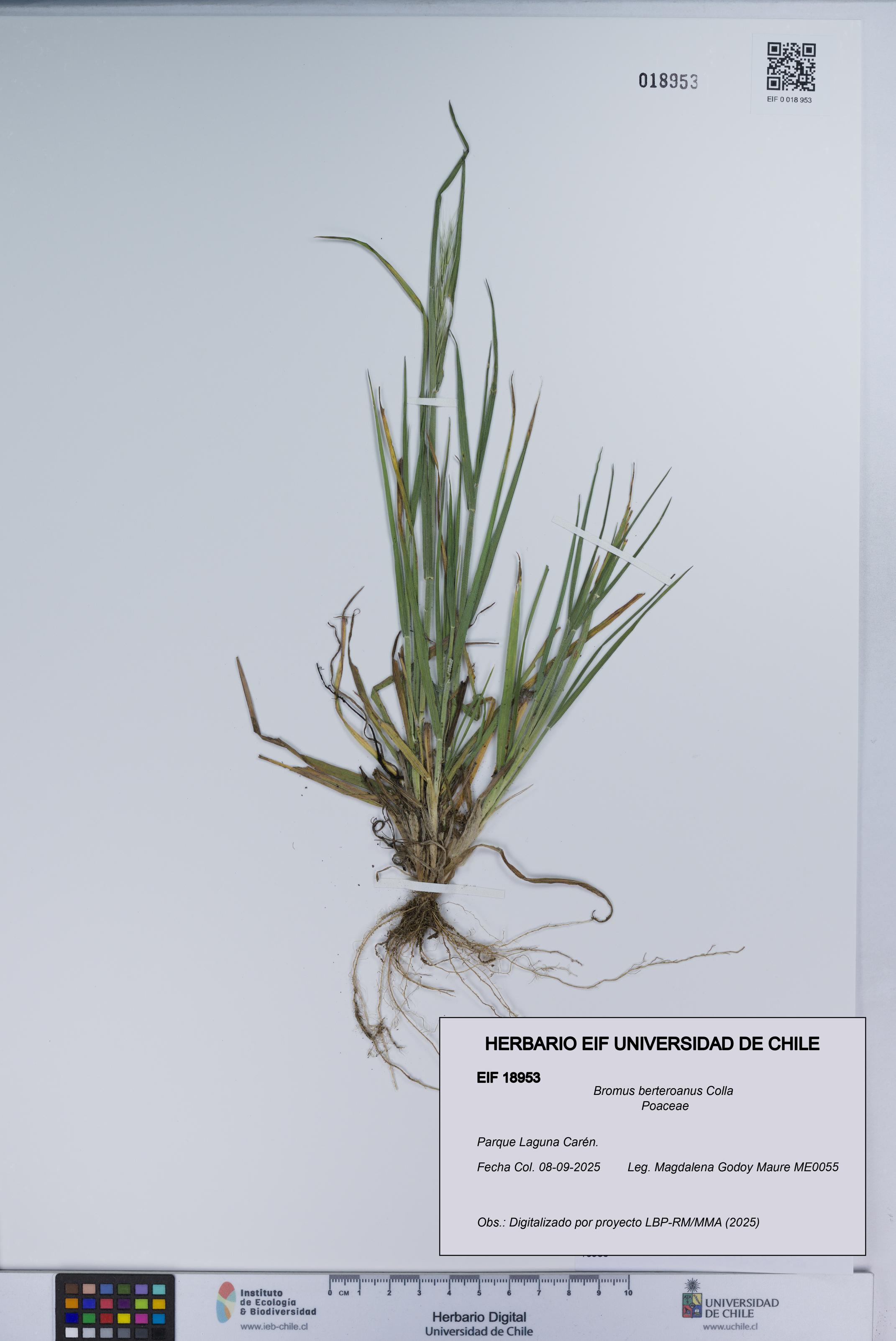 Bromus berteroanus [Espécimen: UCH:EIF:0018953]