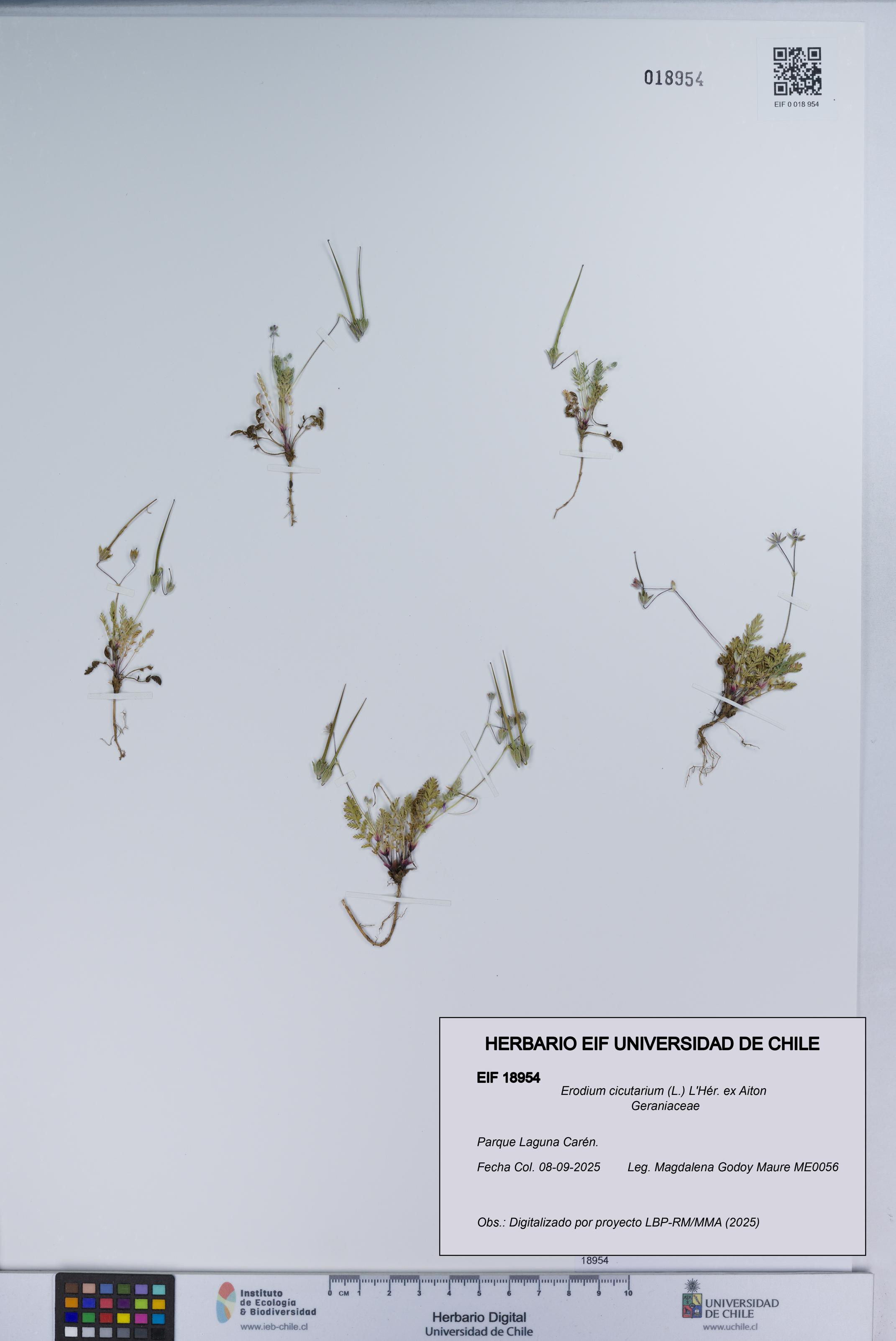 Erodium cicutarium [Espécimen: UCH:EIF:0018954]