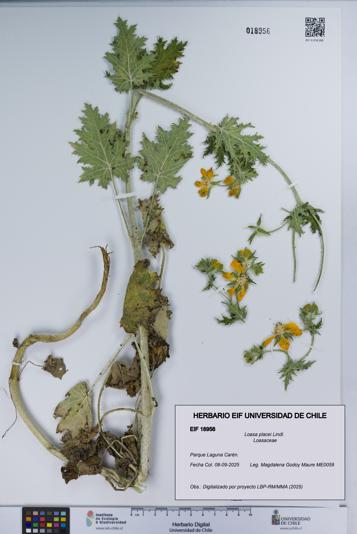 Loasa placei [Espécimen: UCH:EIF:0018956]
