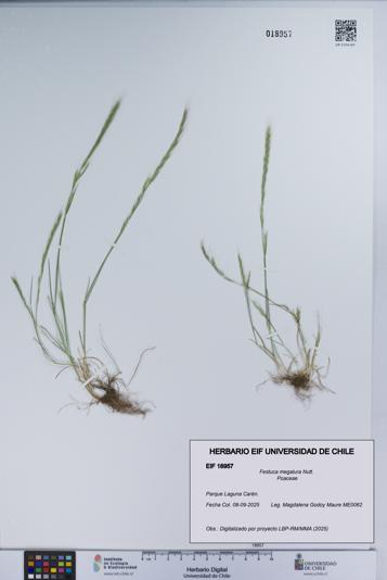 Festuca megalura [Espécimen: UCH:EIF:0018957]