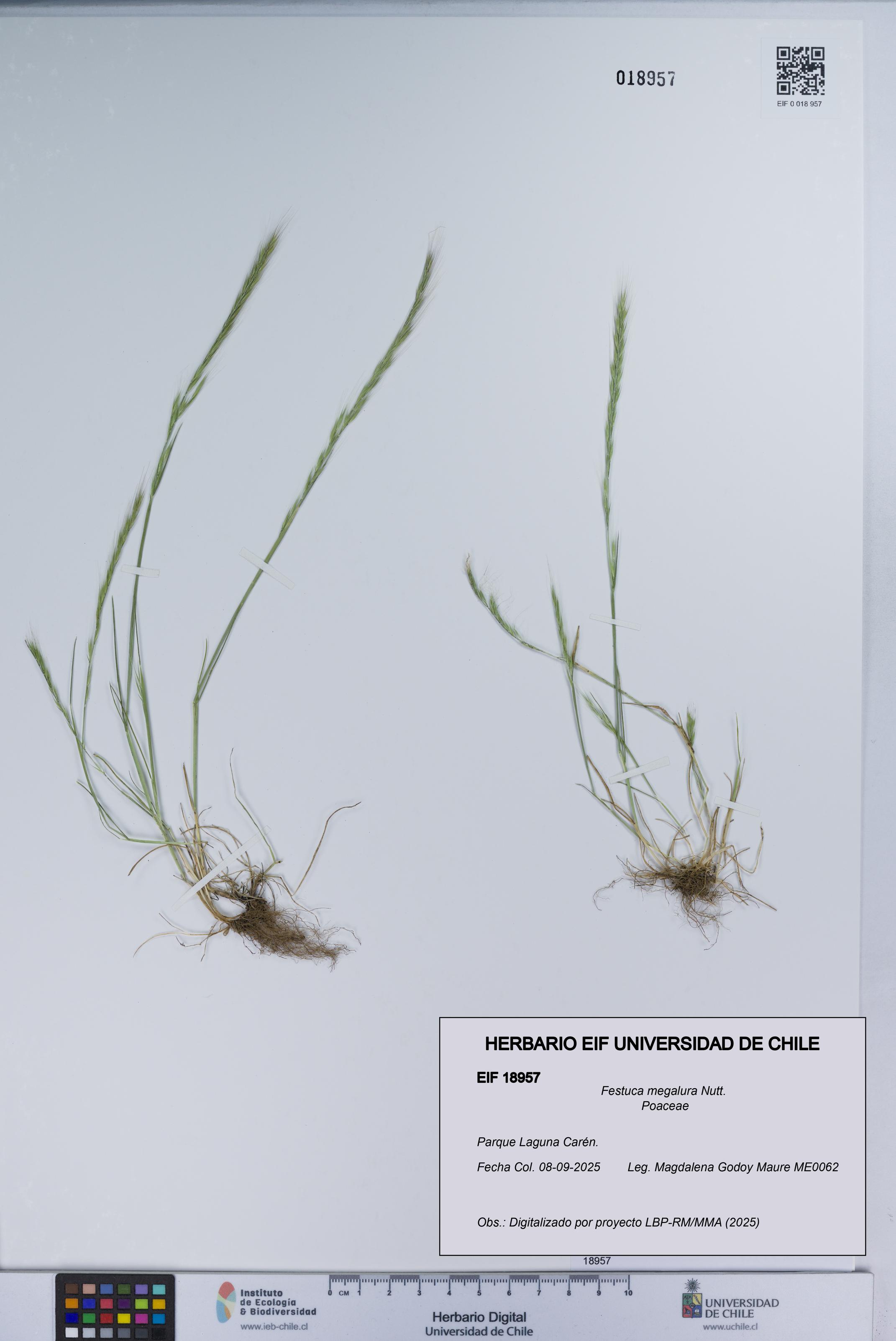 Festuca megalura [Espécimen: UCH:EIF:0018957]