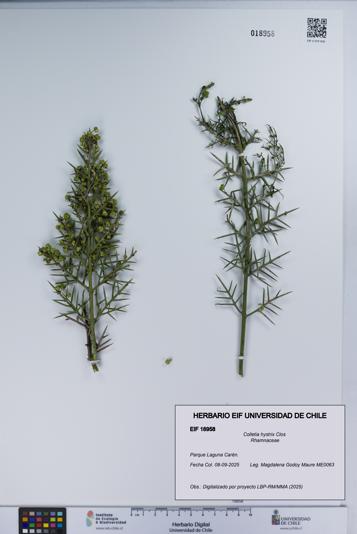 Colletia hystrix [Espécimen: UCH:EIF:0018958]