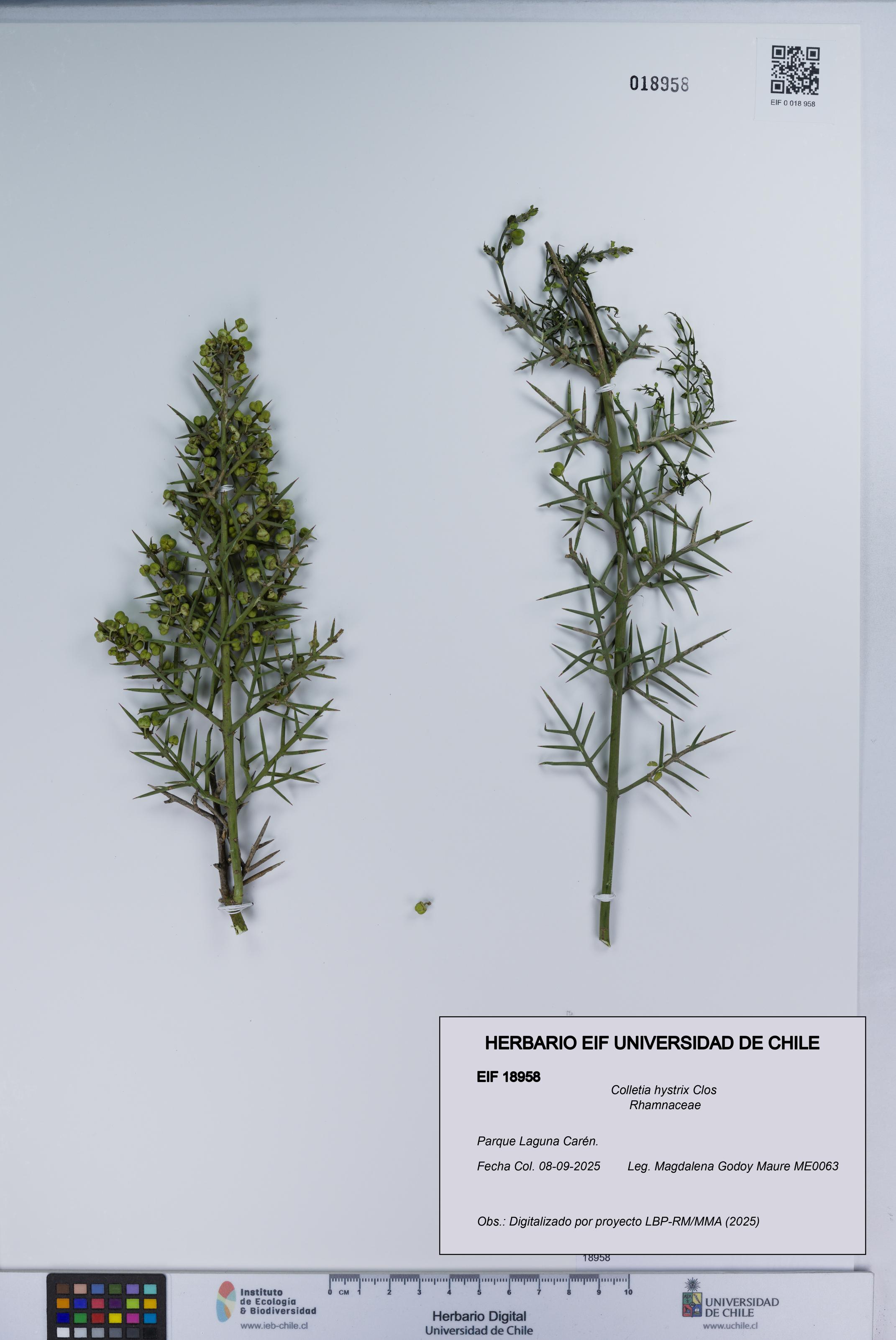 Colletia hystrix [Espécimen: UCH:EIF:0018958]