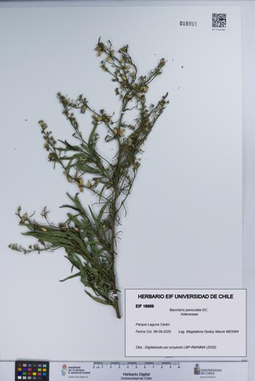 Baccharis paniculata [Espécimen: UCH:EIF:0018959]