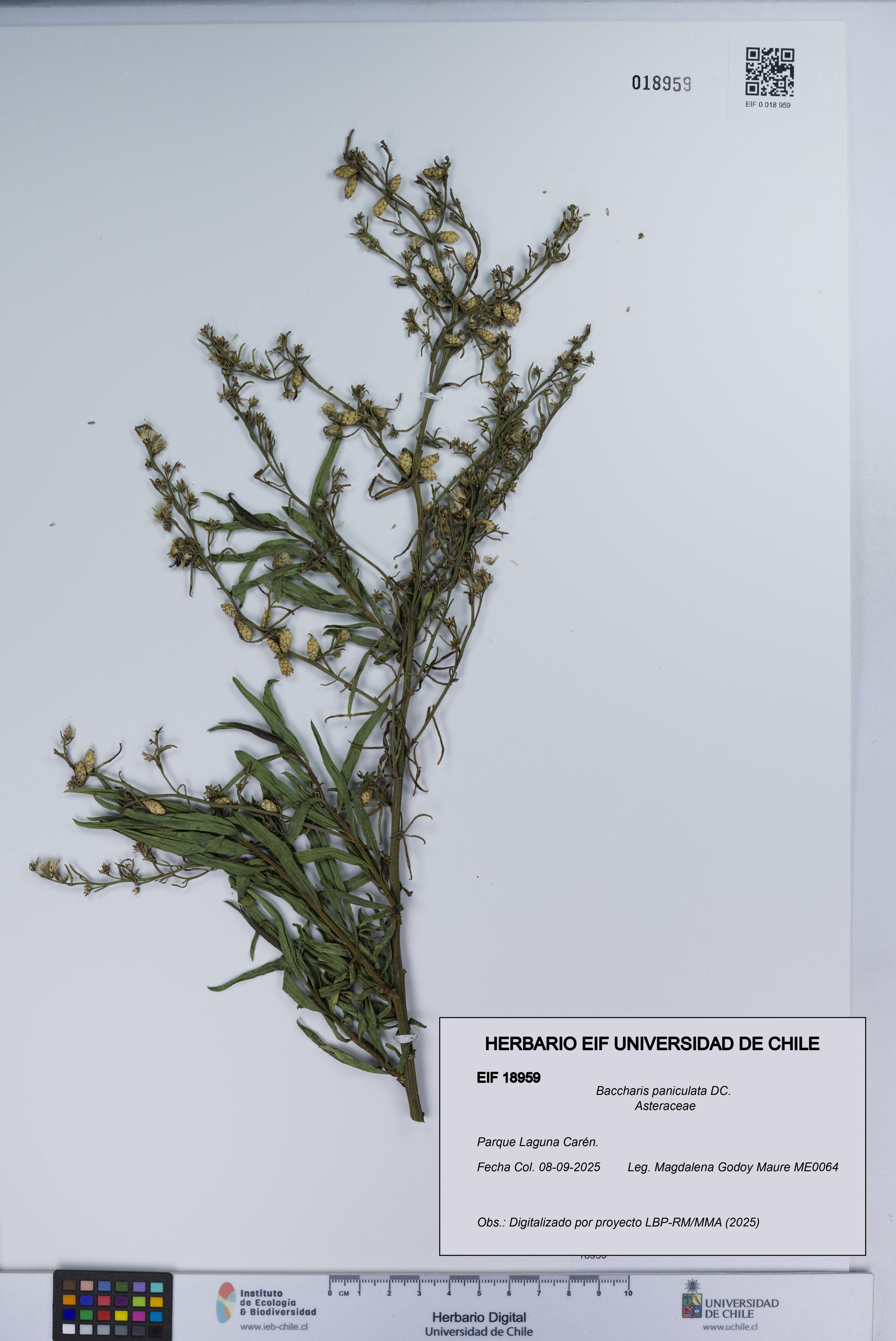 Baccharis paniculata [Espécimen: UCH:EIF:0018959]