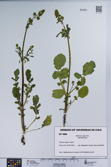 Valeriana vaga [Espécimen: UCH:EIF:0018960]