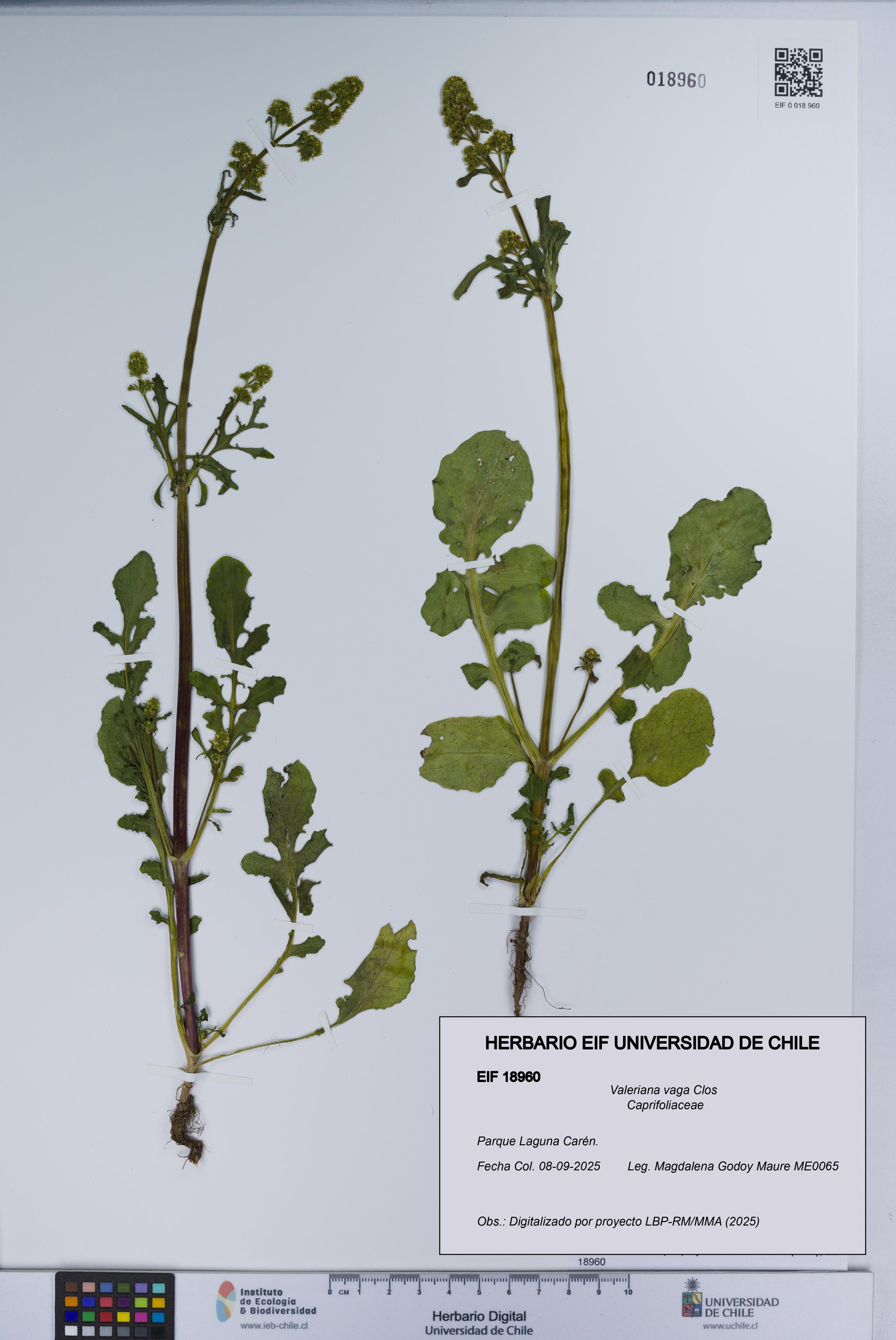 Valeriana vaga [Espécimen: UCH:EIF:0018960]