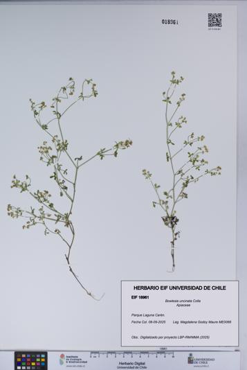 Bowlesia uncinata [Espécimen: UCH:EIF:0018961]