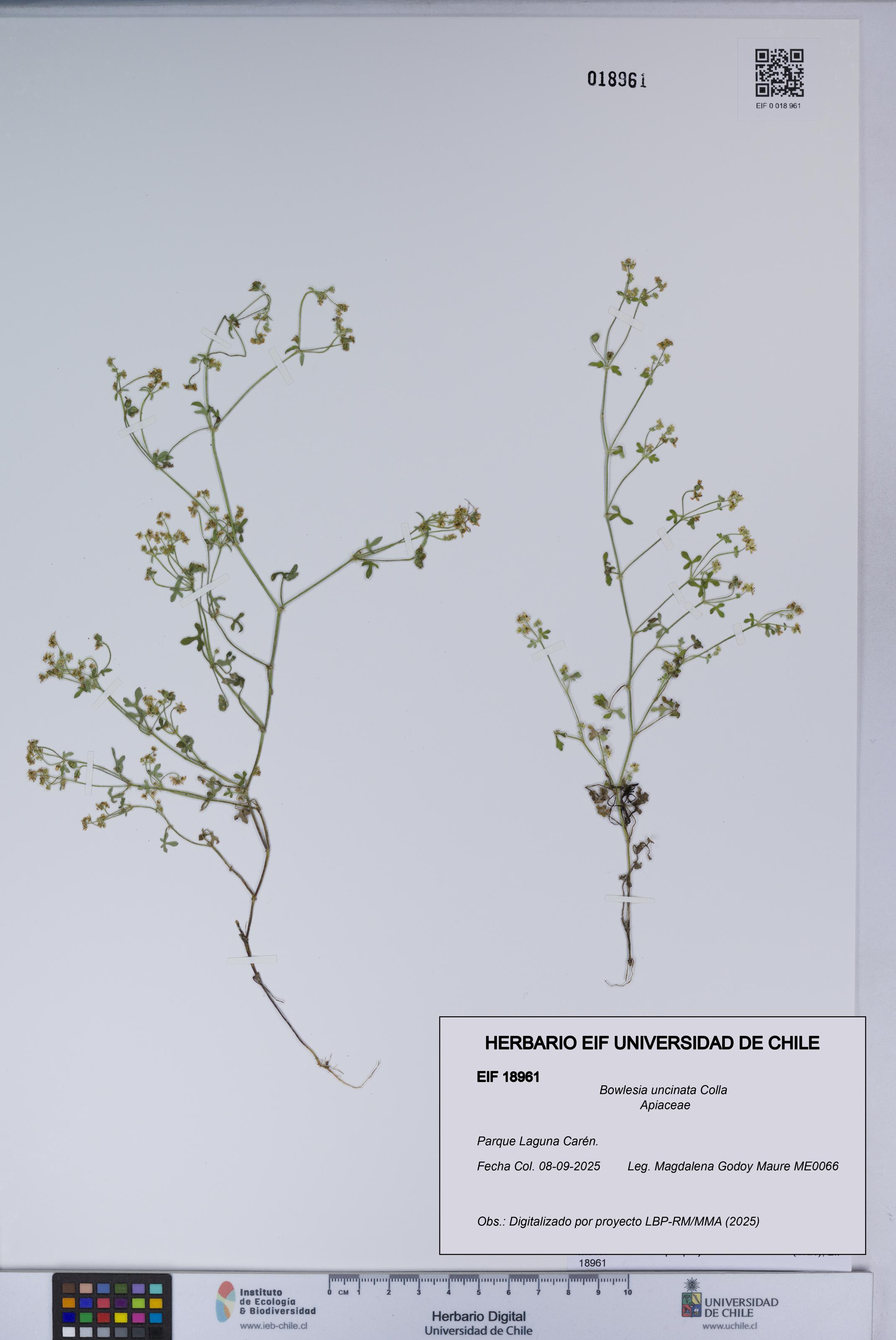 Bowlesia uncinata [Espécimen: UCH:EIF:0018961]