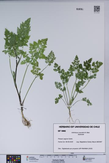 Anthriscus caucalis [Espécimen: UCH:EIF:0018962]
