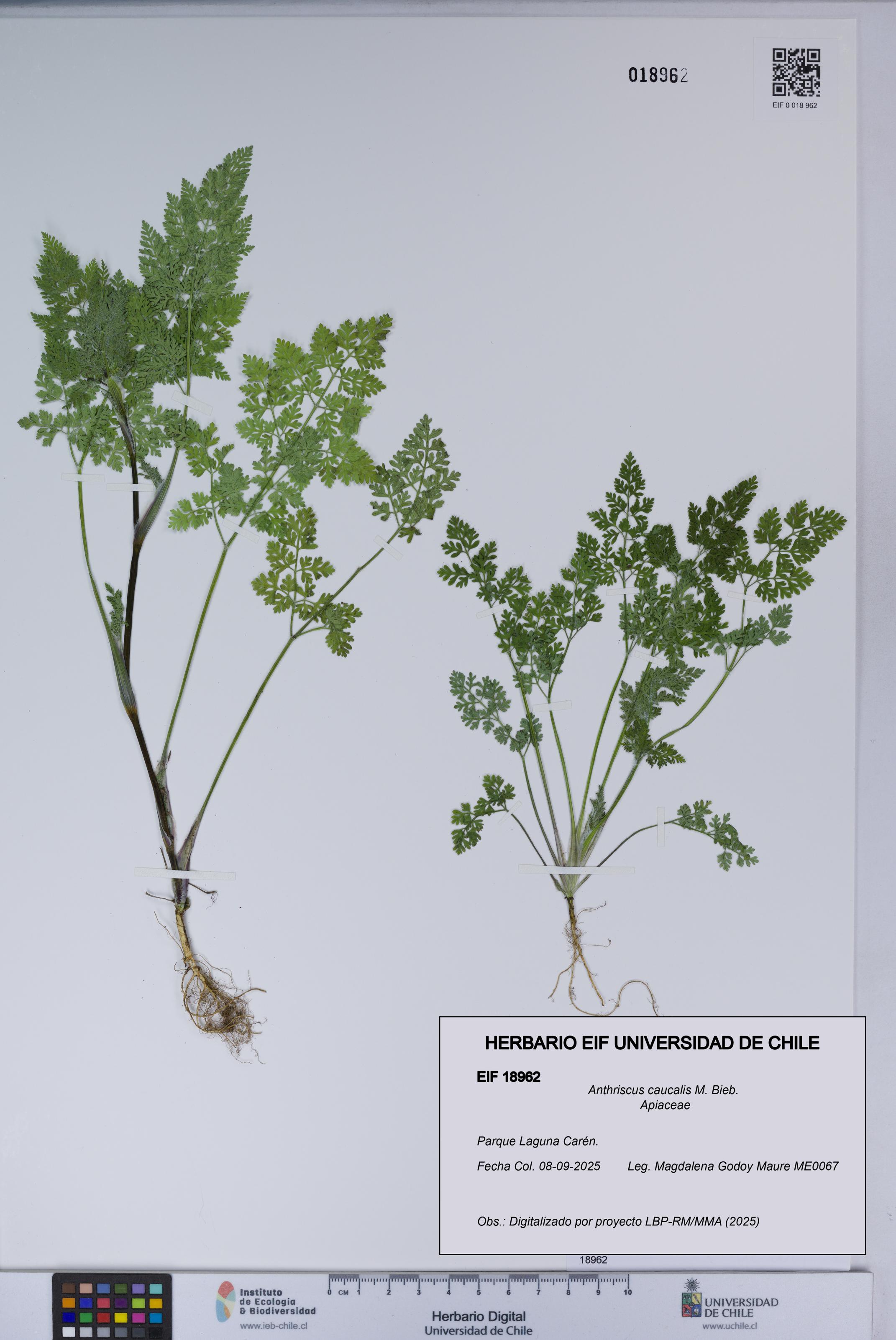 Anthriscus caucalis [Espécimen: UCH:EIF:0018962]