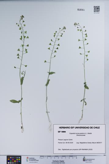 Capsella bursa-pastoris [Espécimen: UCH:EIF:0018964]