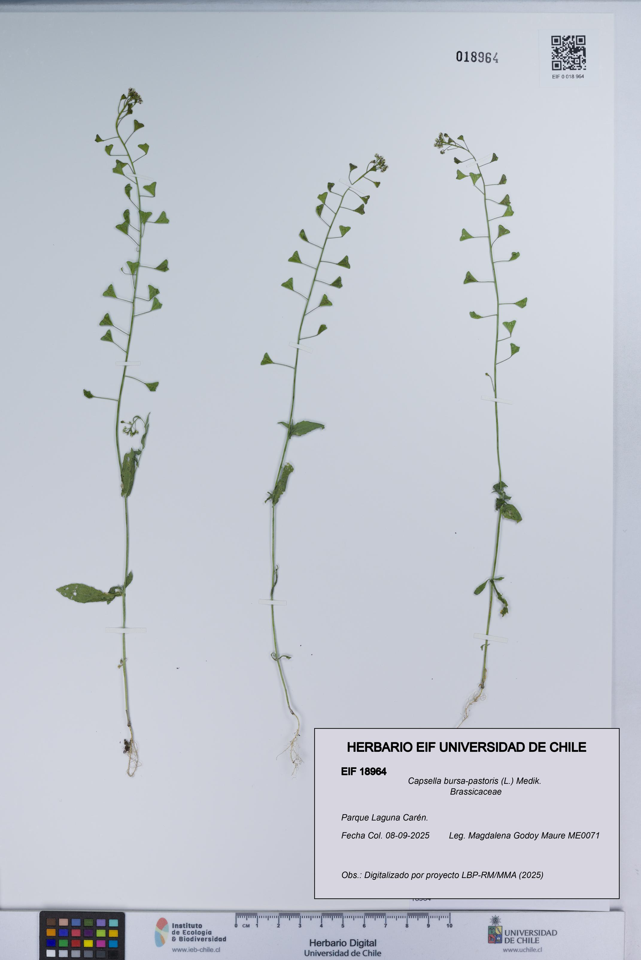 Capsella bursa-pastoris [Espécimen: UCH:EIF:0018964]