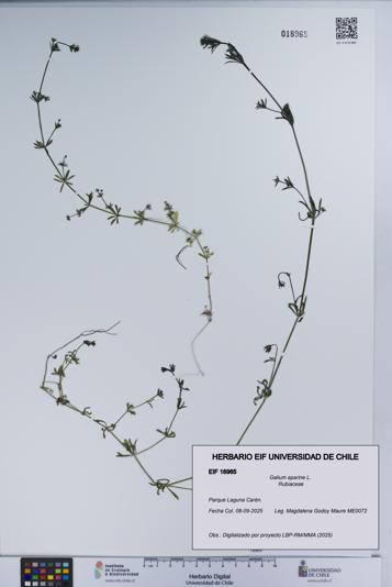 Galium aparine [Espécimen: UCH:EIF:0018965]