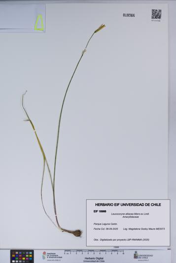 Leucocoryne alliacea [Espécimen: UCH:EIF:0018966]