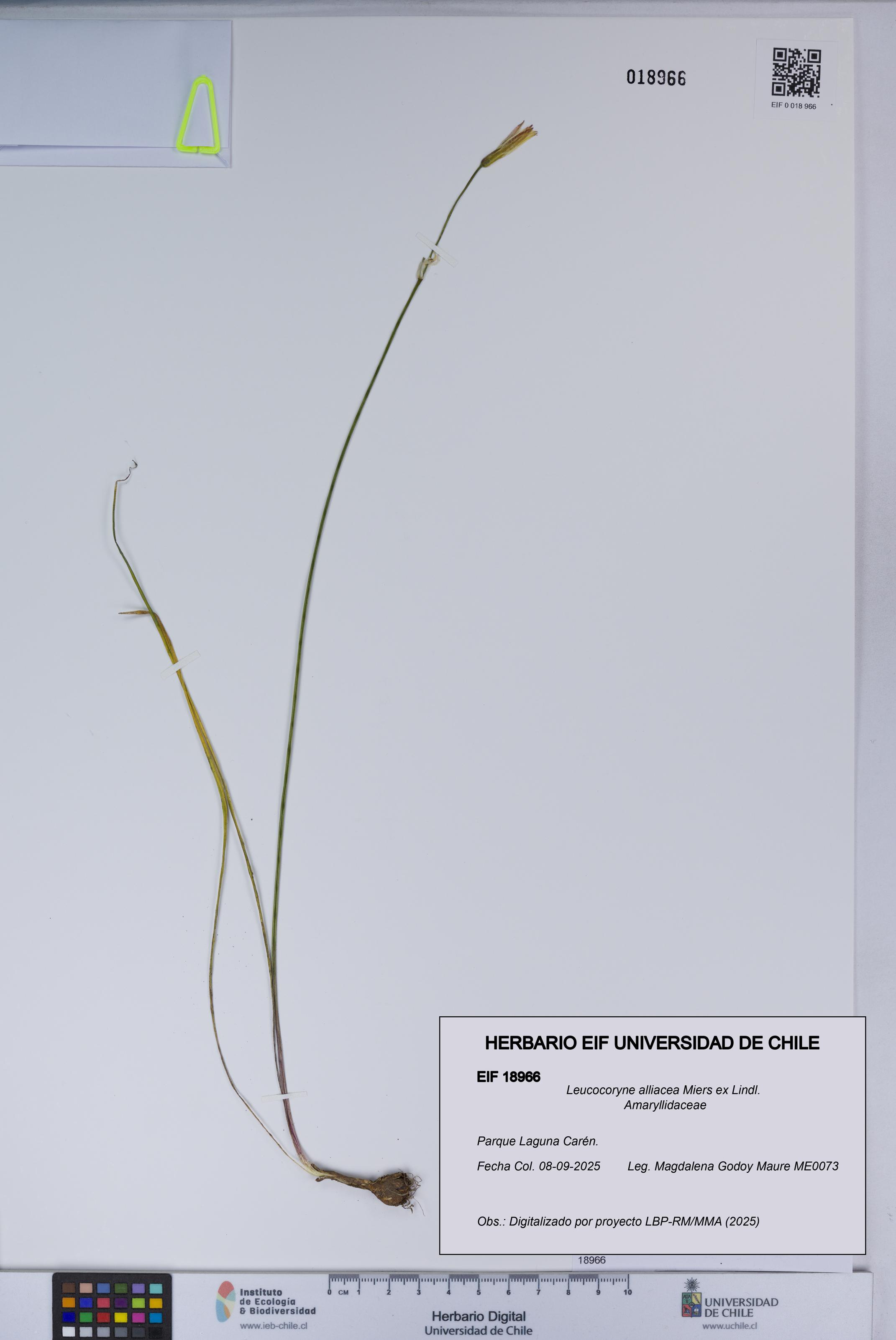 Leucocoryne alliacea [Espécimen: UCH:EIF:0018966]