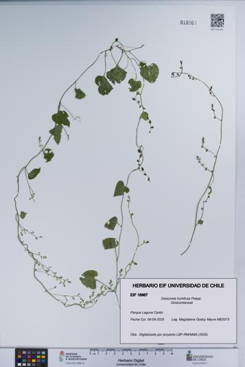Dioscorea humifusa [Espécimen: UCH:EIF:0018967]