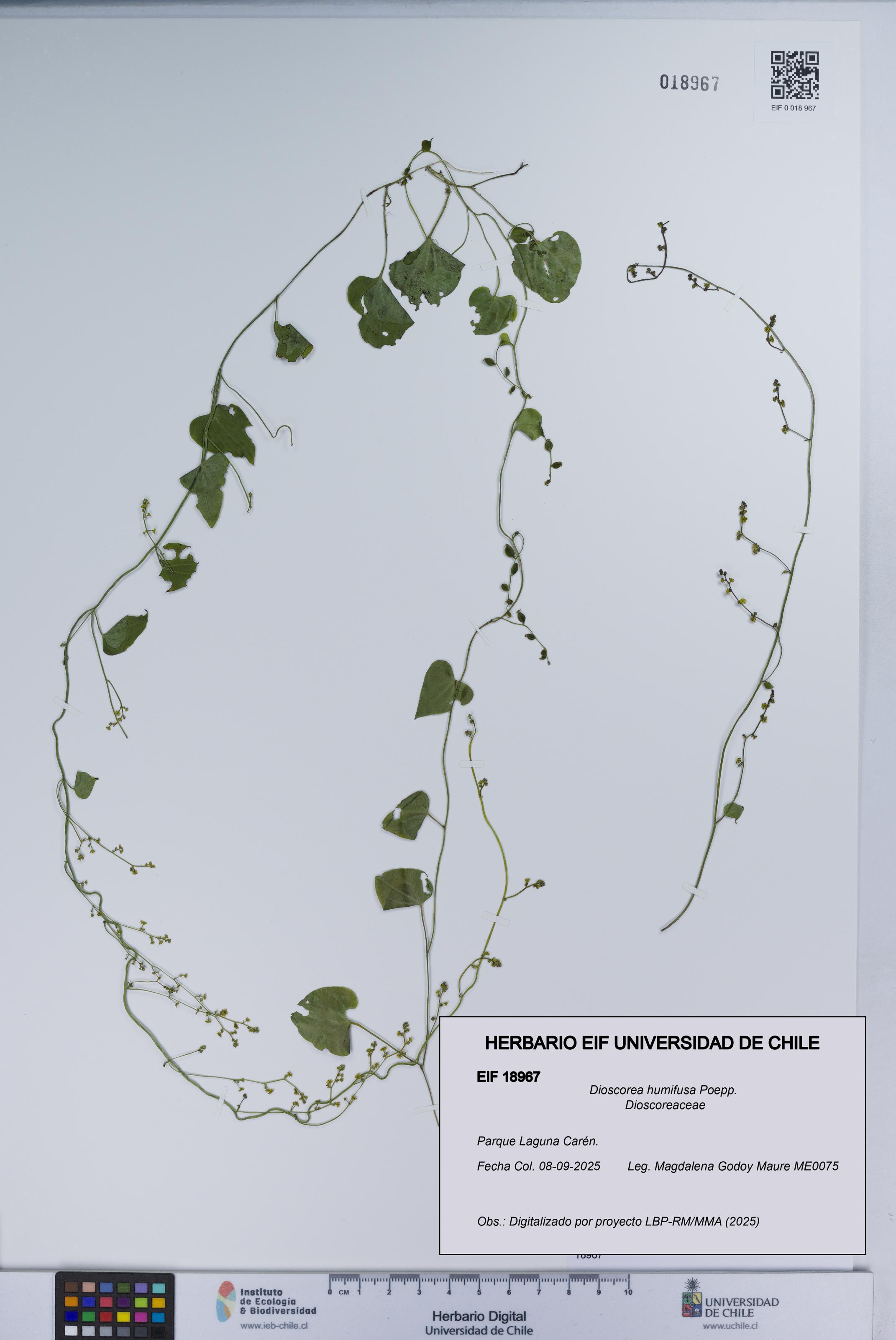 Dioscorea humifusa [Espécimen: UCH:EIF:0018967]