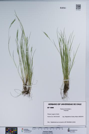 Festuca bromoides [Espécimen: UCH:EIF:0018968]