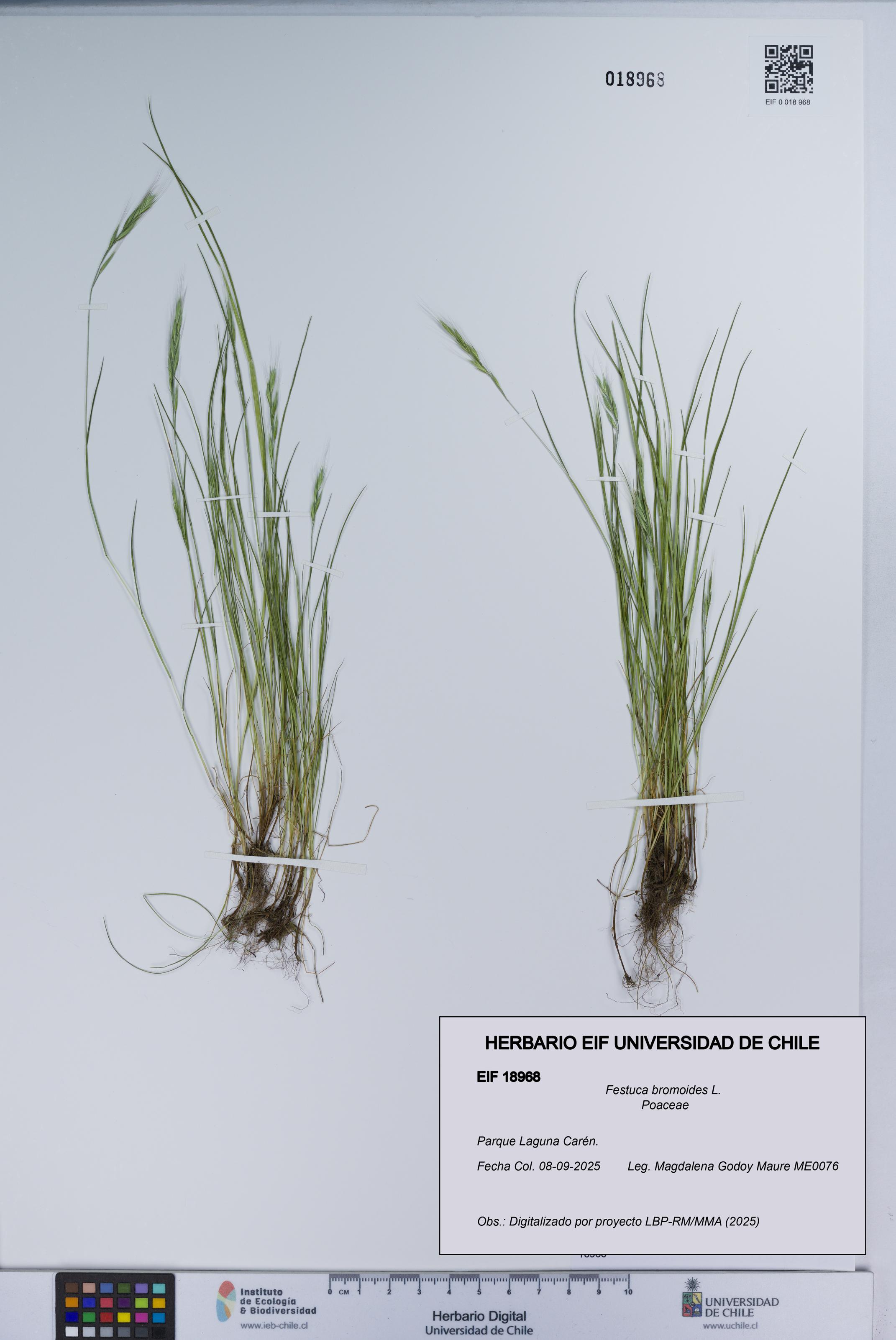 Festuca bromoides [Espécimen: UCH:EIF:0018968]