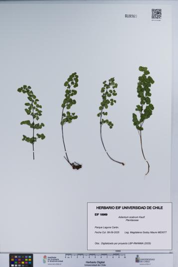 Adiantum scabrum [Espécimen: UCH:EIF:0018969]