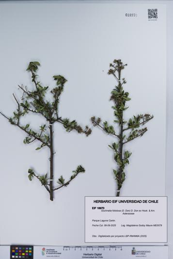 Gochnatia foliolosa [Espécimen: UCH:EIF:0018970]