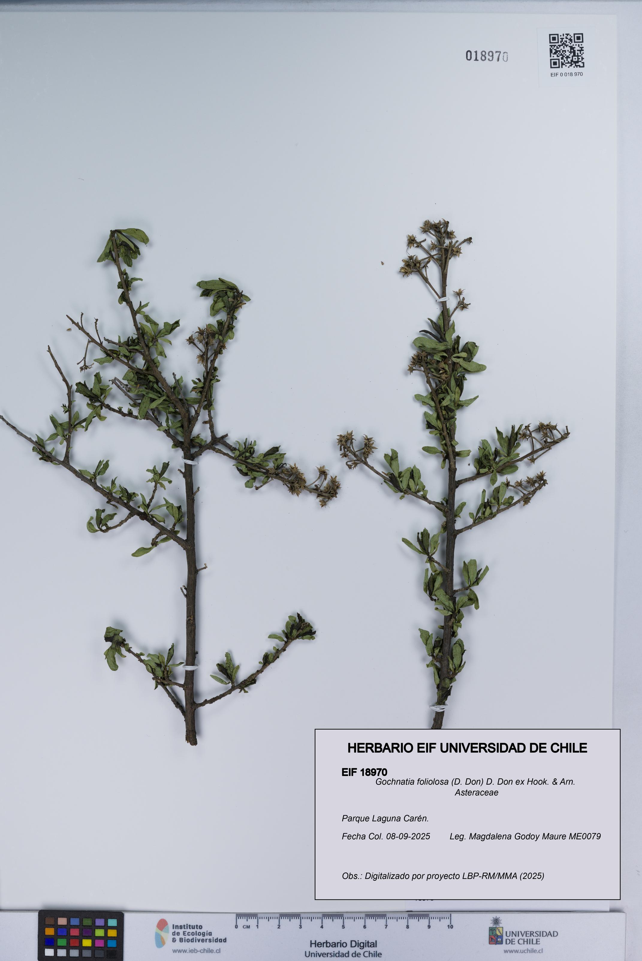 Gochnatia foliolosa [Espécimen: UCH:EIF:0018970]