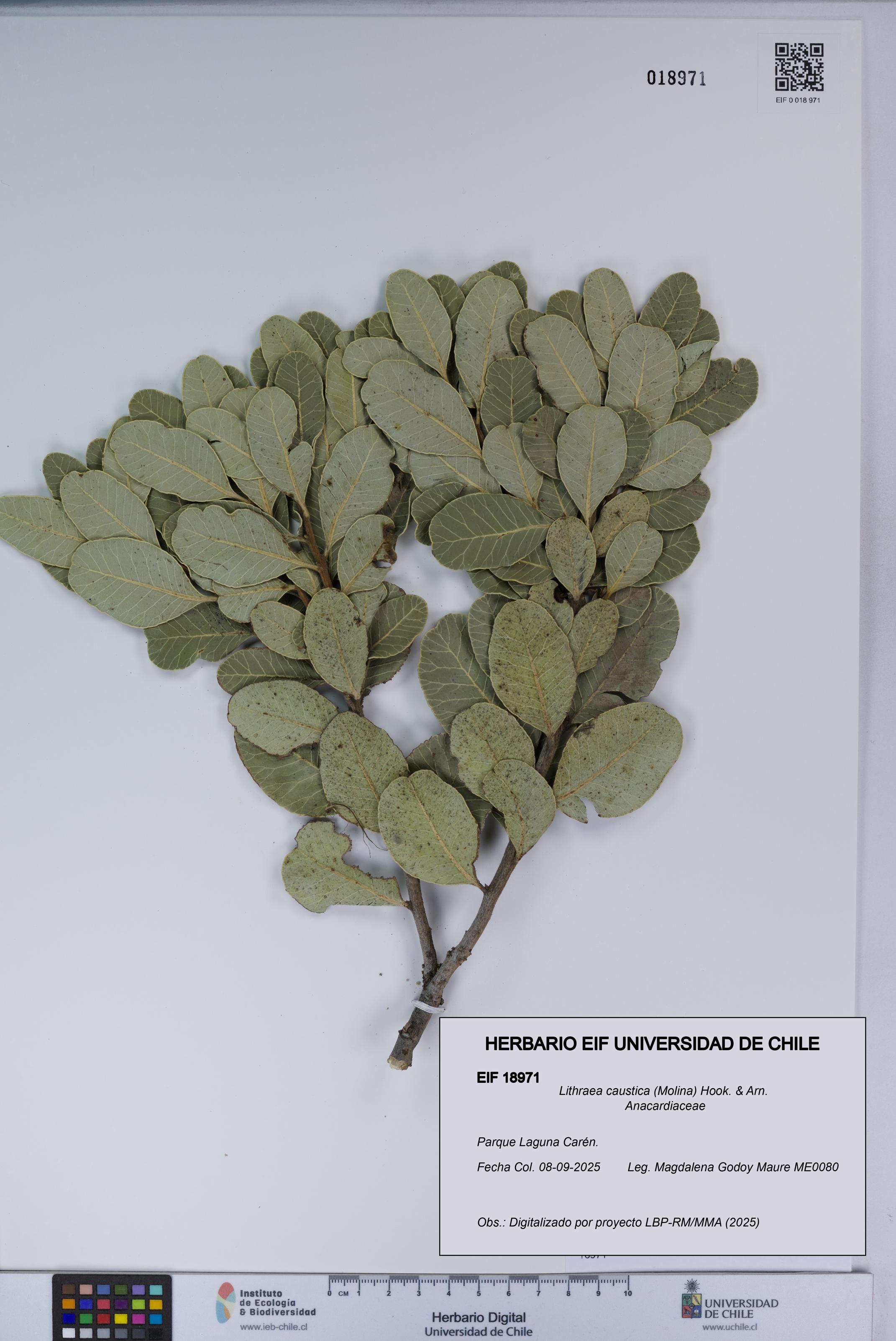 Lithraea caustica [Espécimen: UCH:EIF:0018971]