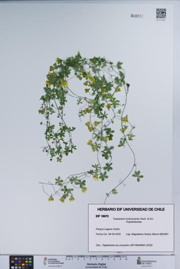 Tropaeolum brachyceras [Espécimen: UCH:EIF:0018972]