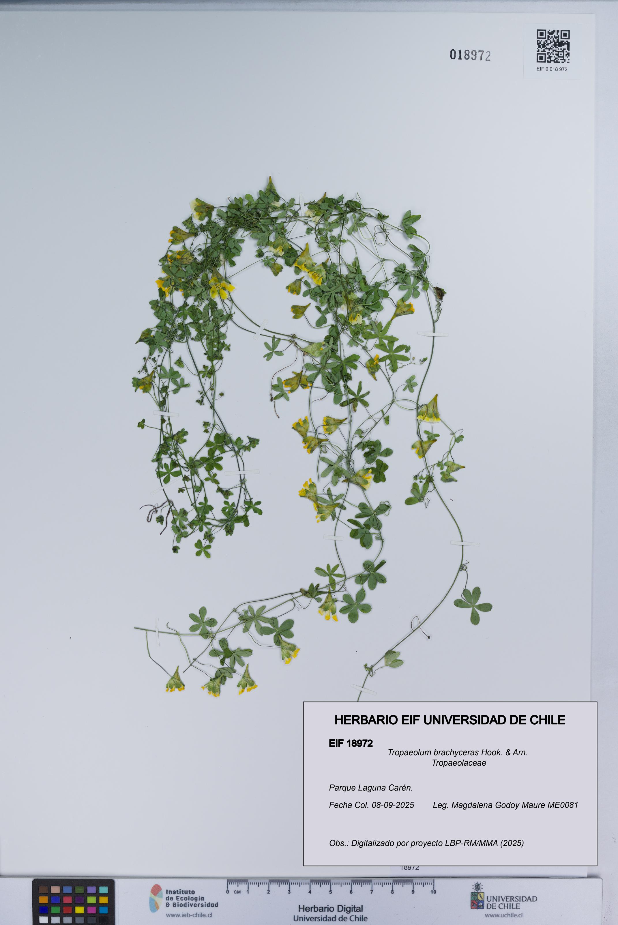 Tropaeolum brachyceras [Espécimen: UCH:EIF:0018972]